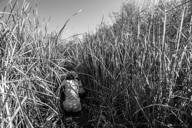 working our way through taller grasses