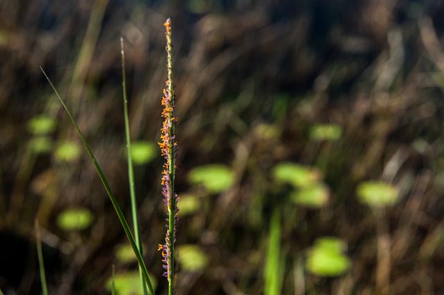 beauty in the grasses