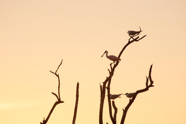 Roseate Spoonbill
