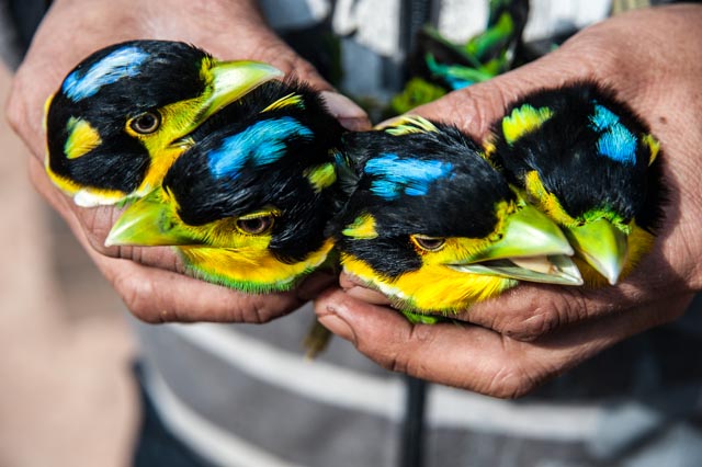 Boy selling birds at a market near the start of the trek.