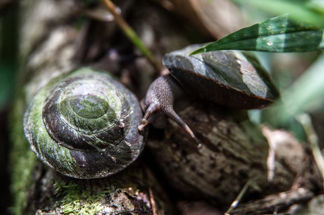 Snails, Yunque Rain Forest