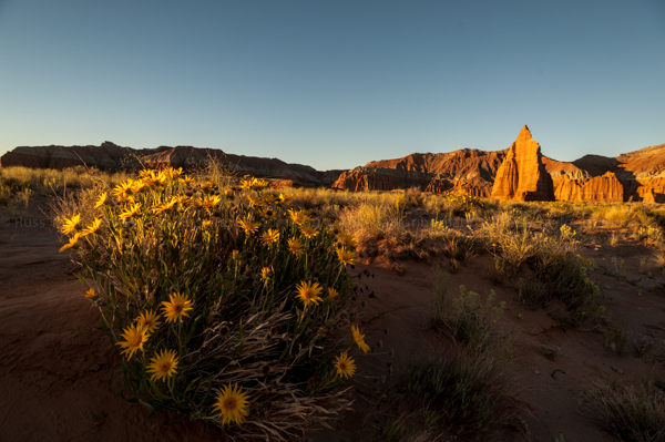 Mules Ears Flowers and Temple of the Moon