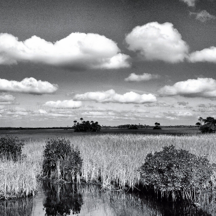 Big Cypress Swamp, Everglades