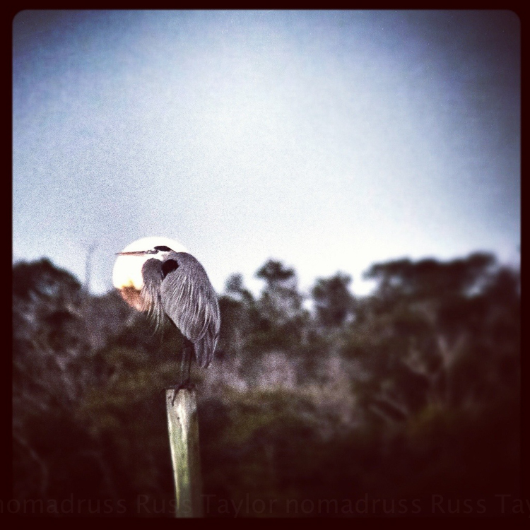 Great Blue Heron, Everglades