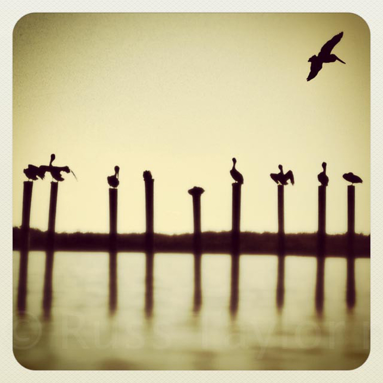 Pelicans, Chokoloskee, Everglades