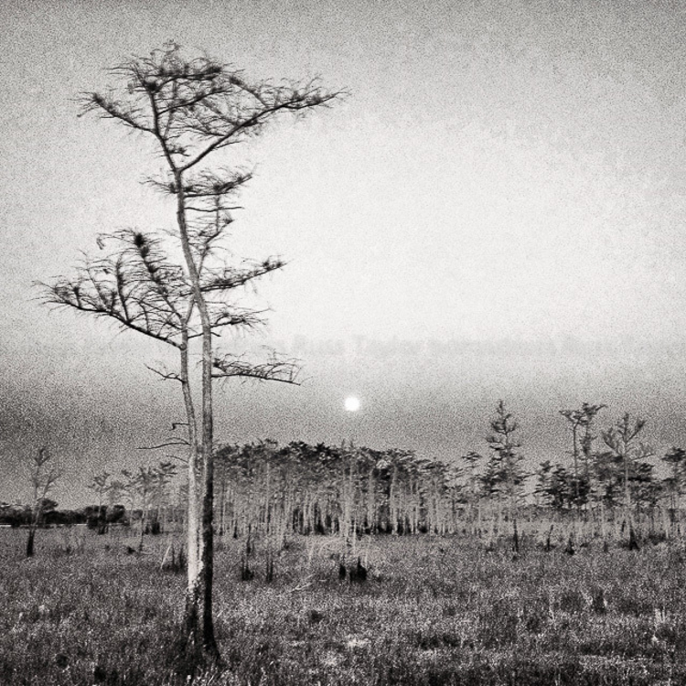 Big Cypress Swamp, Everglades
