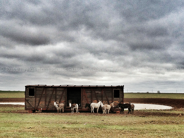 On the plains of Texas