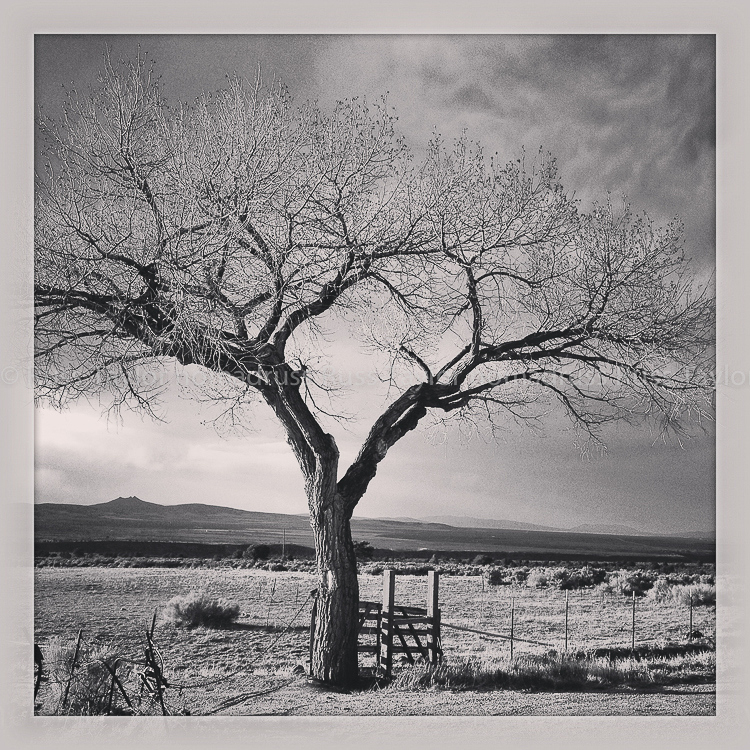 Tree, Taos, New Mexico