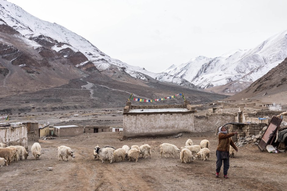 A Tibetan woman throws a stone at a neighbors goats in order to keep the herds separated. 