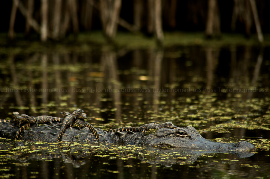 Mama Gator and her babies
