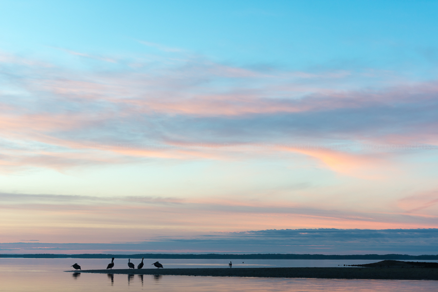 Brown Pelicans hang out on an oyster bar in the Chokoloskee Bay in the Everglades