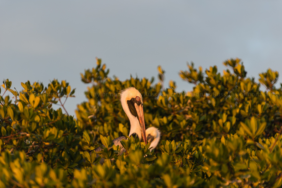 A Brown Pelican nestled among the red mangroves