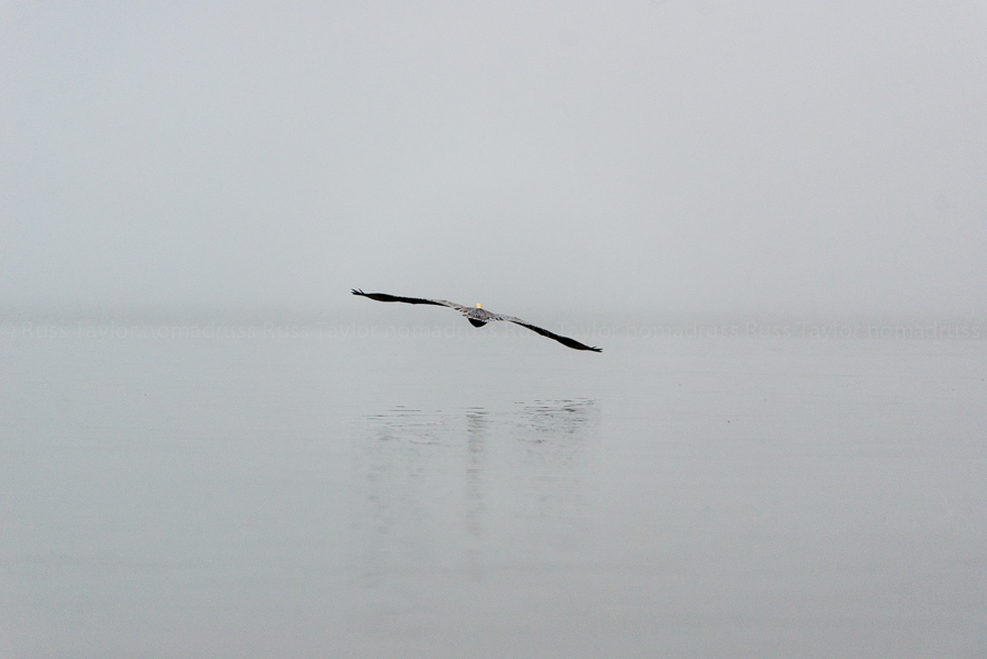 A Brown Pelican takes to flight on a foggy morning