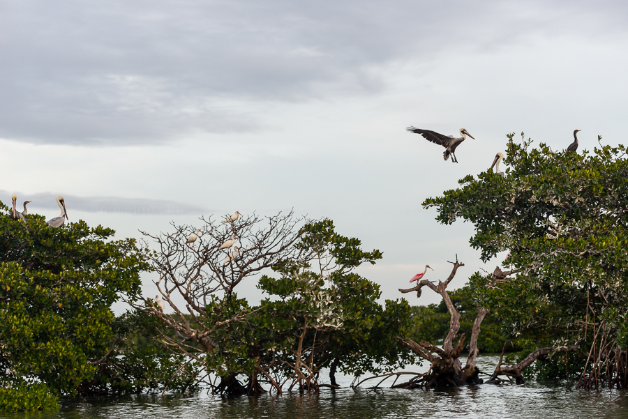 A Brown Pelican comes in for a landing in a rookery shared with ibis, cormorants and a roseate spoonbill