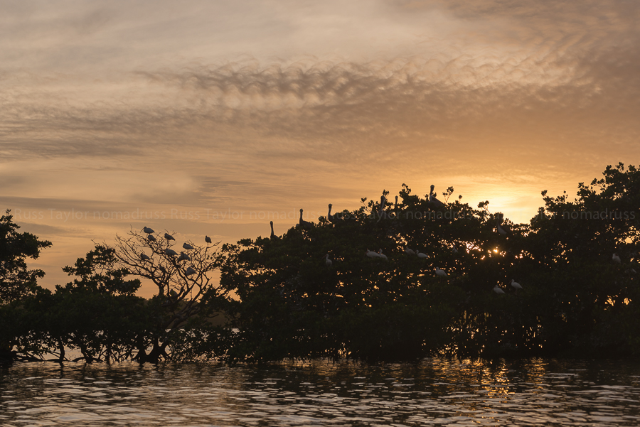 Brown Pelicans roost for the night along with their friends from other species