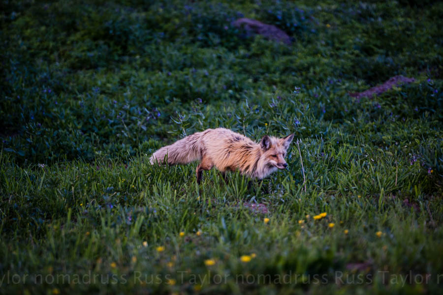A red fox spies something in the grass