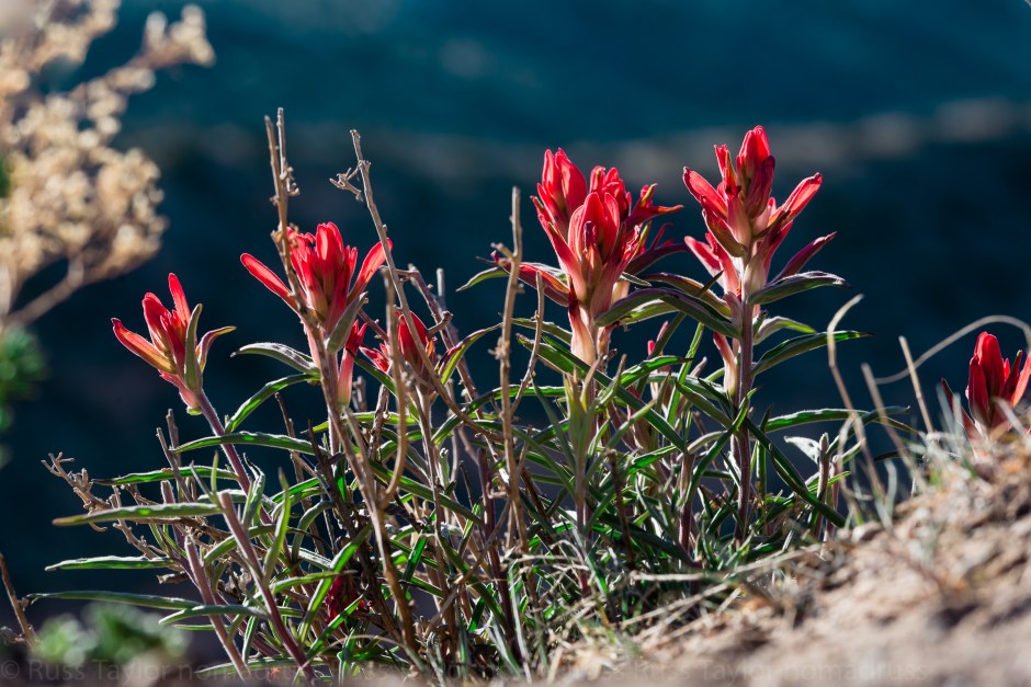 indian paintbrush