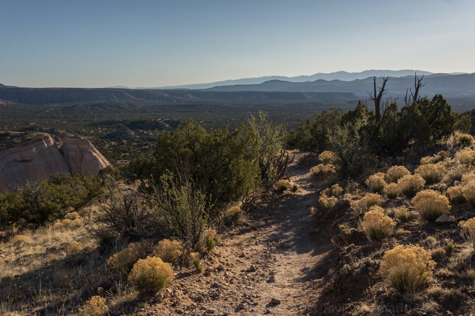 yellow flowers on black mesas