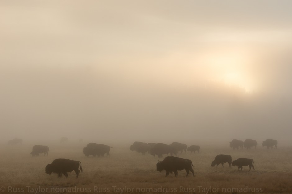 6bison